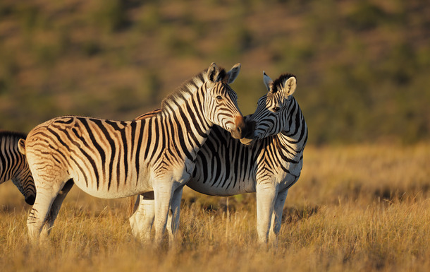 Zebras_Südafrika