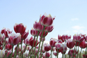 Tulpenblüte in den Niederlanden - Keukenhof, Den Haag und Delft / NOZ