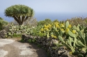 Wanderparadies El Hierro - Die Naturschönheiten der unbekannten Kanaren-Insel/ BadZ